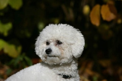 Bichon Frise