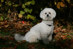 Bichon Frise