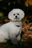 Bichon Frise