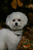 Bichon Frise