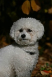 Bichon Frise