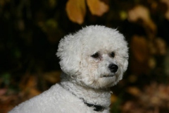 Bichon Frise