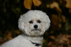 Bichon Frise