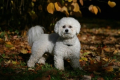 Bichon Frise