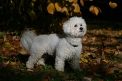 Bichon Frise