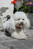 Bichon Frise