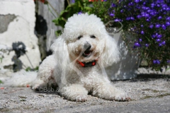 Bichon Frise