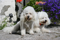 Bichon Frise