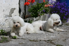 Bichon Frise