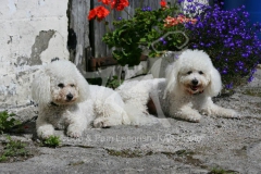 Bichon Frise