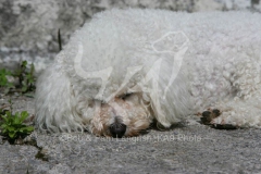 Bichon Frise