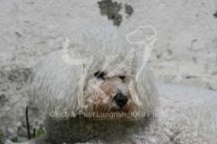 Bichon Frise