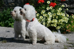 Bichon Frise