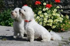 Bichon Frise