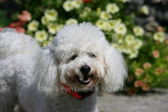 Bichon Frise