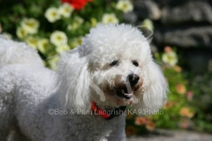 Bichon Frise