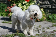 Bichon Frise