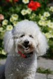 Bichon Frise