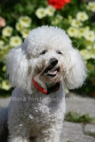 Bichon Frise