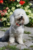 Bichon Frise