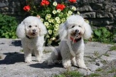 Bichon Frise