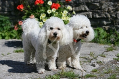 Bichon Frise