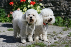 Bichon Frise