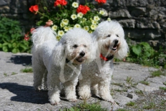 Bichon Frise