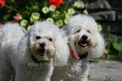 Bichon Frise