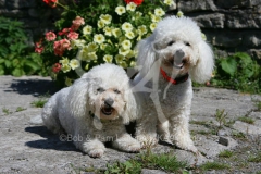 Bichon Frise