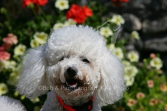 Bichon Frise