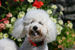 Bichon Frise