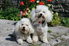 Bichon Frise