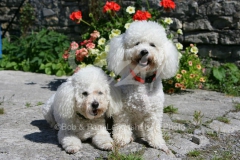 Bichon Frise