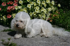 Bichon Frise