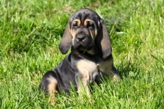 Bloodhound