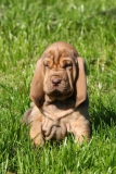 Bloodhound