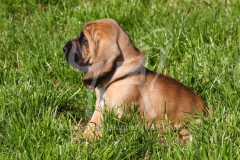 Bloodhound