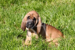 Bloodhound