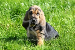 Bloodhound