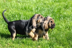 Bloodhound