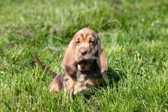 Bloodhound