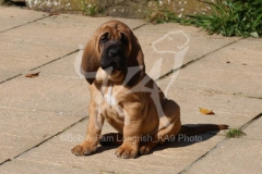 Bloodhound