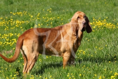 Bloodhound