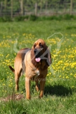 Bloodhound