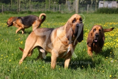 Bloodhound