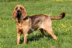 Bloodhound