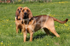 Bloodhound