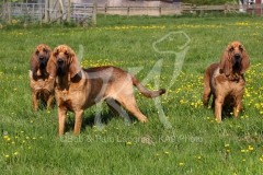 Bloodhound