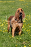 Bloodhound